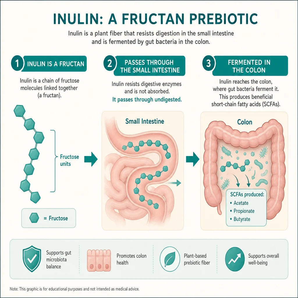 What Inulin Actually Is